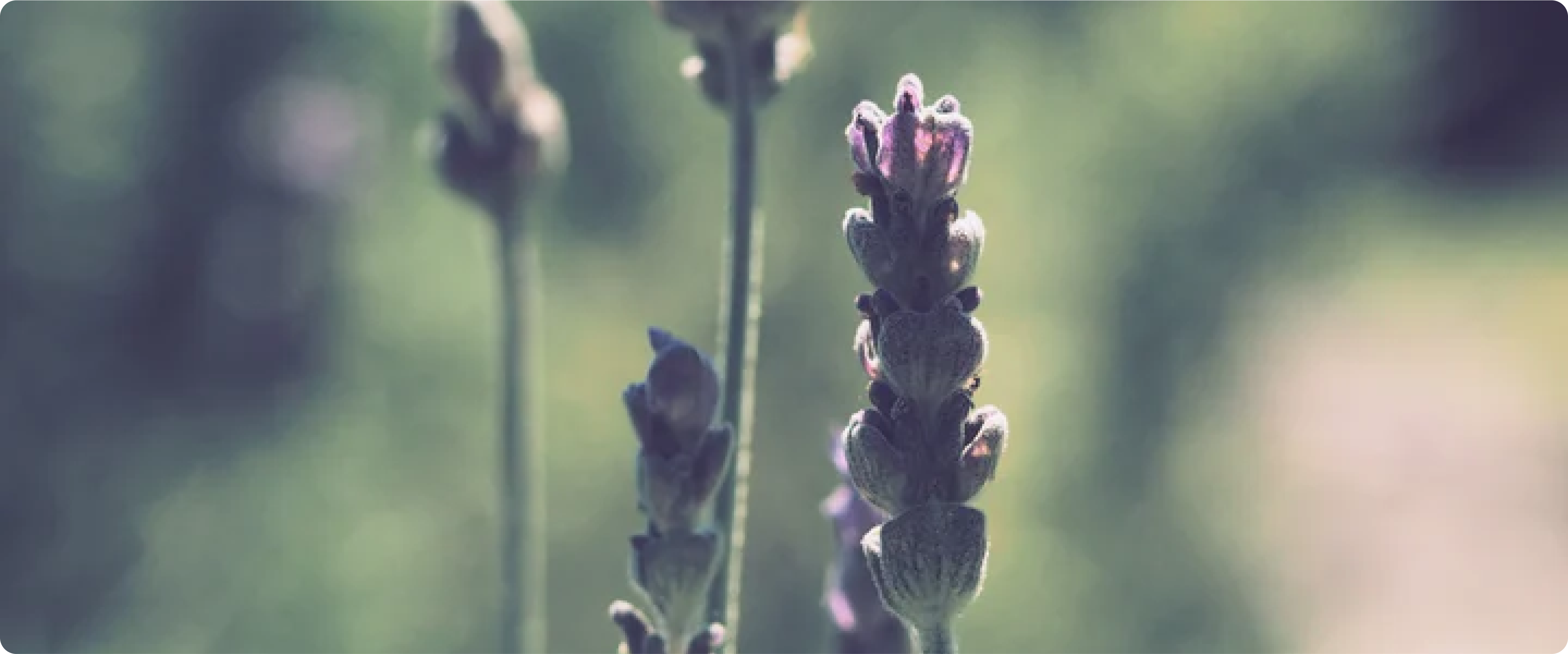 Notes from the Lab: Giving Lavender Its Due
