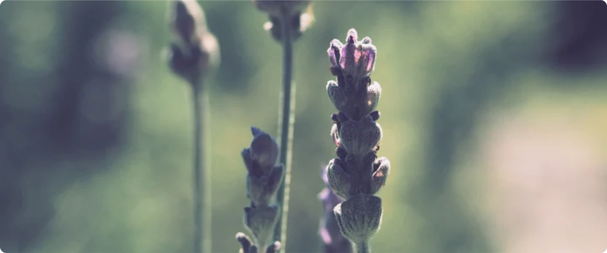 Notes from the Lab: Giving Lavender Its Due